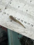 Yellowfin Goby, photographed in California