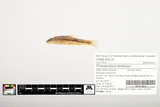 Kanawha Minnow, photographed in North Carolina