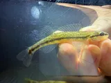 Dusky Darter, photographed in Mississippi