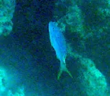 Yellowtail Snapper, photographed in Fajardo