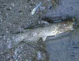 Yaqui Catfish, photographed in Sinaloa