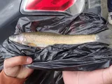 Arctic Grayling, photographed in Yukon