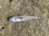 Bay Anchovy, photographed in South Carolina