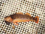 Orangefin Darter, photographed in Kentucky