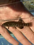 Olympic Mudminnow, photographed in Washington