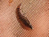 Okefenokee Pygmy Sunfish, photographed in Florida