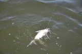 Gafftopsail Catfish, photographed in Florida