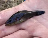 Pirate Perch, photographed in Florida