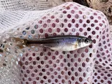 Fathead Minnow, photographed in Utah