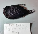Triplewart Seadevil, photographed in Queensland