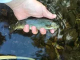 Apache Trout, photographed in Arizona
