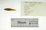 Pugnose Shiner, photographed in Illinois