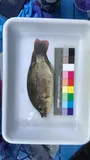 Wami Tilapia, photographed in Puerto Rico