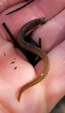 Southern Brook Lamprey, photographed in Florida