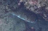 Porcupinefish, photographed in Monte Cristi