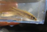 Bluntnose Minnow, photographed in Mississippi