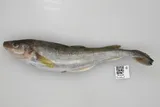Saffron Cod, photographed in Alaska