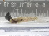 Lyre Goby, photographed in Florida