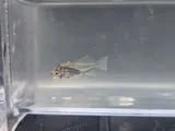 Silver Perch, photographed in Louisiana