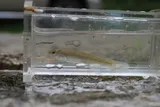 Northern Studfish, photographed in Virginia