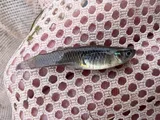 Mosquitofish, photographed in Utah