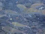 Samoan Goatfish, photographed in Hawaii