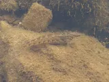 Cherokee Darter, photographed in Georgia