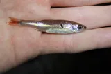 Cherryfin Shiner, photographed in Mississippi