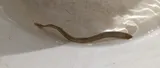 Mountain Brook Lamprey, photographed in North Carolina