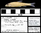 Gravel Chub, photographed in Missouri (State)