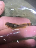 Northern Madtom, photographed in Pennsylvania