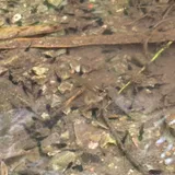 Guppy, photographed in Guam