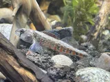 Redband Darter, photographed in Tennessee