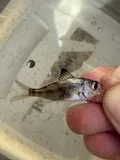Tidewater Mojarra, photographed in Florida