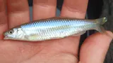 Whitefin Shiner, photographed in South Carolina