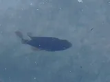 Gray Snapper, photographed in Florida