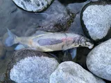 Bridgelip Sucker, photographed in British Columbia
