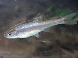 Pretty Shiner, photographed in Alabama