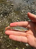 Streamline Chub, photographed in Ohio