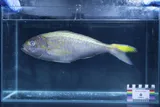 Goldflag Snapper, photographed in Hawaii