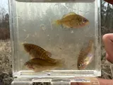 Bantam Sunfish, photographed in Kentucky