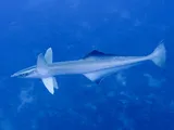 Sharksucker, photographed in West Bay