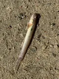 Highfin Goby, photographed in Santa Catarina
