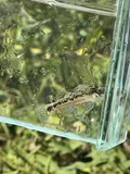 Vermilion Darter, photographed in Alabama