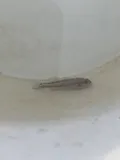 Chameleon Goby, photographed in Tai Po