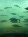 American Shad, photographed in Oregon