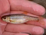 Allegheny Pearl Dace, photographed in Pennsylvania