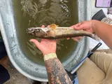 Sauger, photographed in Ohio