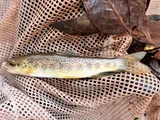 Brown Trout, photographed in Utah