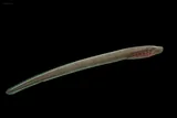Southern Brook Lamprey, photographed in Alabama